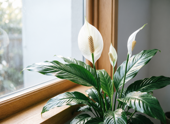 Купила цветущий, а дома 